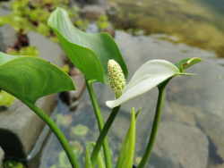 Sumpfcalla - Calla palustris